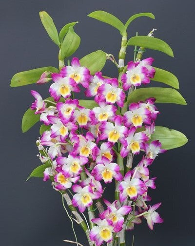 Dendrobium Pretty Girl ‘Angel’