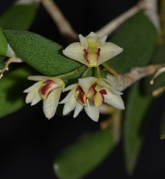Dendrobium rigidum