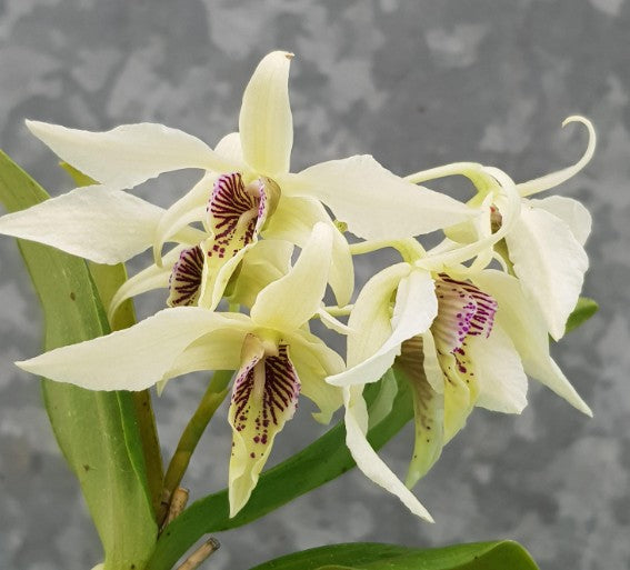 Dendrobium Roy Tokunaga