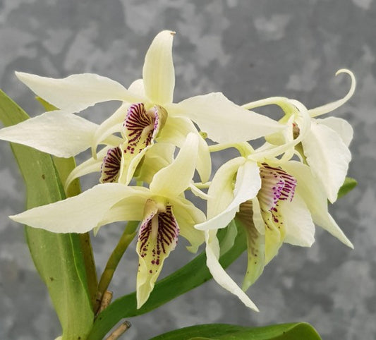 Dendrobium Roy Tokunaga