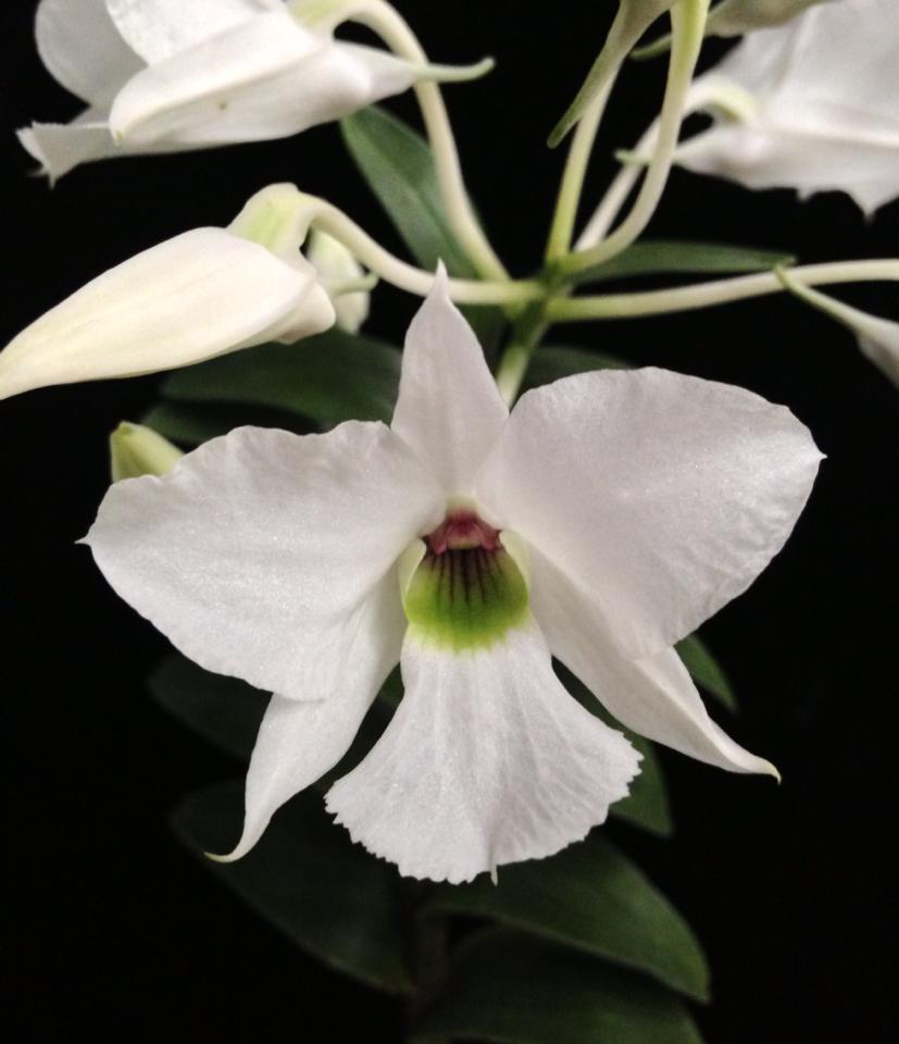 Dendrobium sanderae var. luzonicum