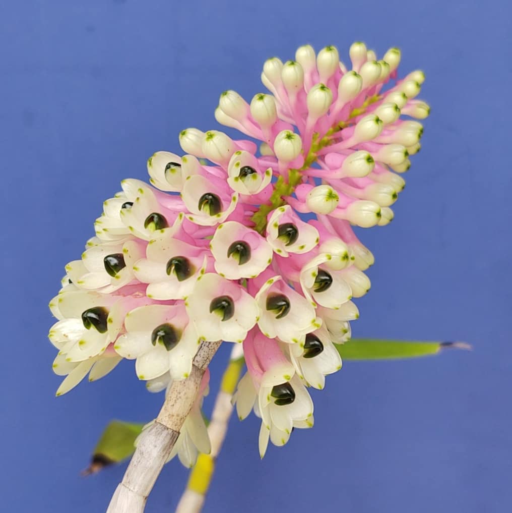 Dendrobium smillieae 'H&R Giant' x 'Lea'