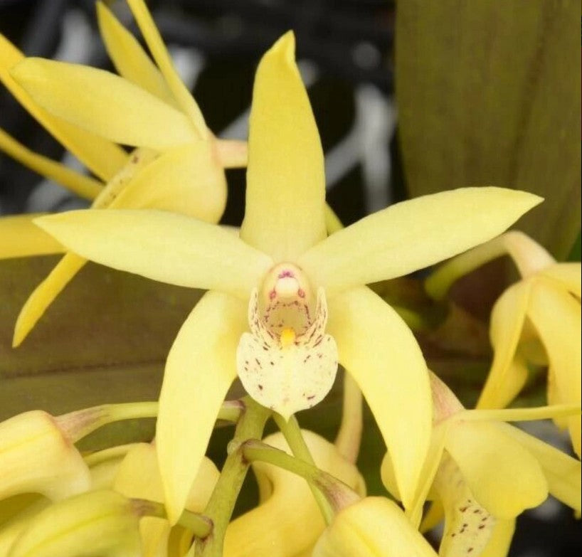 Dendrobium Sunny Kalapana ‘808 Orchids’