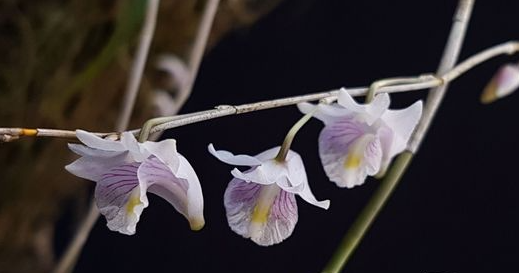 Dendrobium tenellum