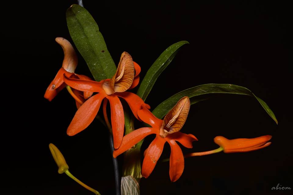 Dendrobium unicum