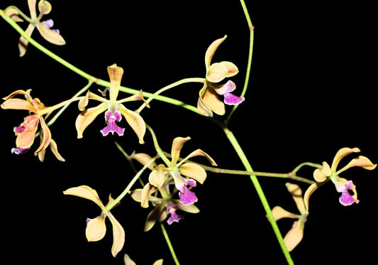 Encyclia oncidioides