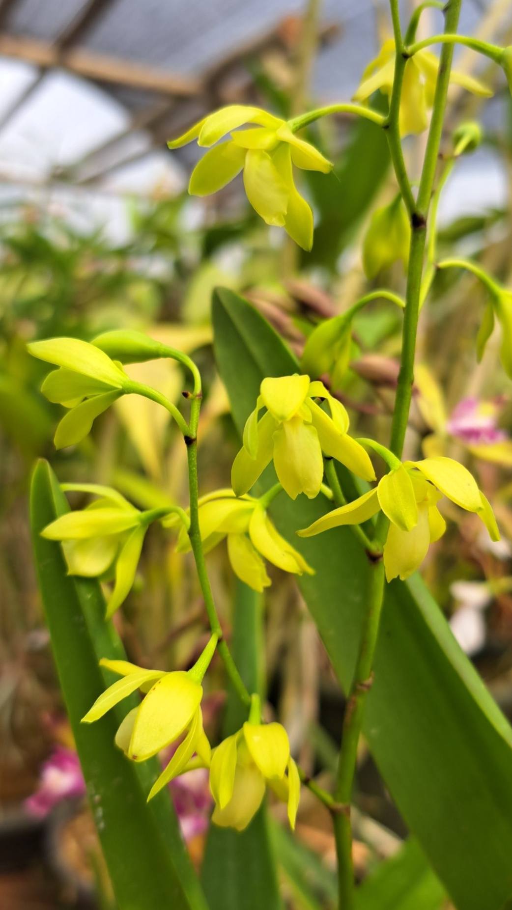 Encyclia rufa