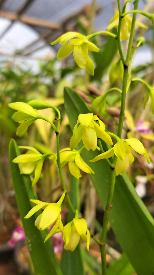 Encyclia rufa