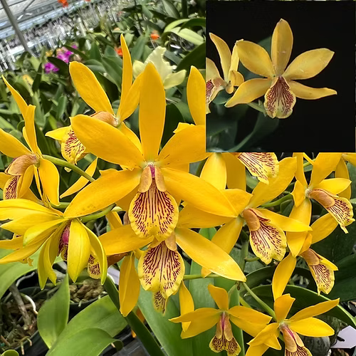 Epc. Kyoguchi 'Spring Fragrance' x Epc. Kyoguchi