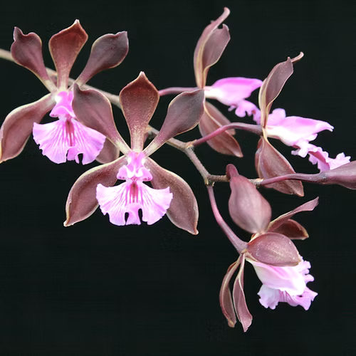 Encyclia phoenicea 'Pauwela' x 'Maui'