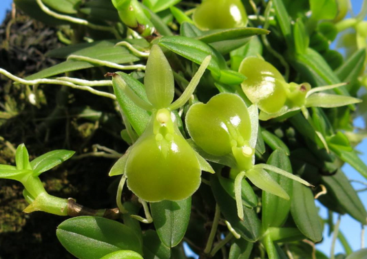 Epidendrum porpax var. alba 'Tiny Green'
