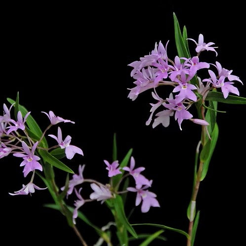 Epidendrum centropetalum 'Simply Irrisistable' x self