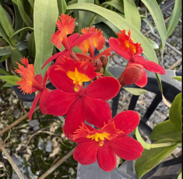 Epidendrum Max Valley