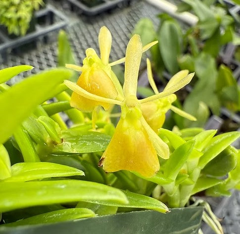 Epidendrum porpax var. alba 'Tiny Green'
