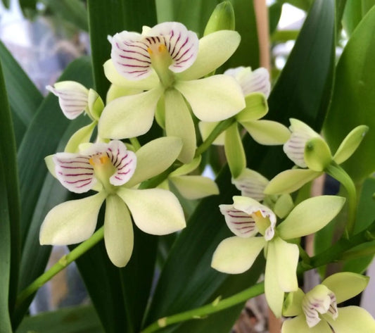 Prosthechea radiata