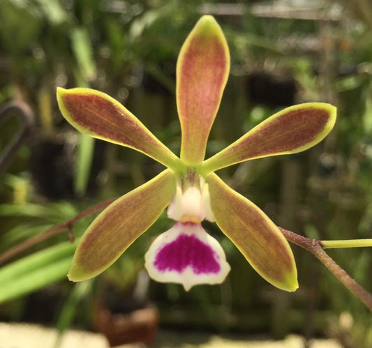 Encyclia tampensis