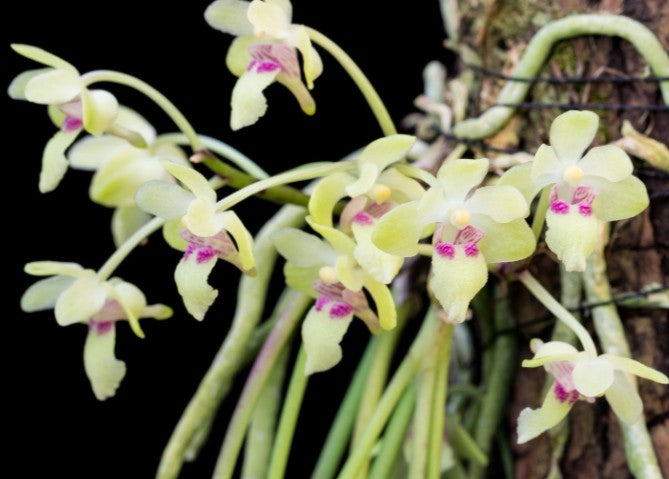 Holcoglossum phongii x self