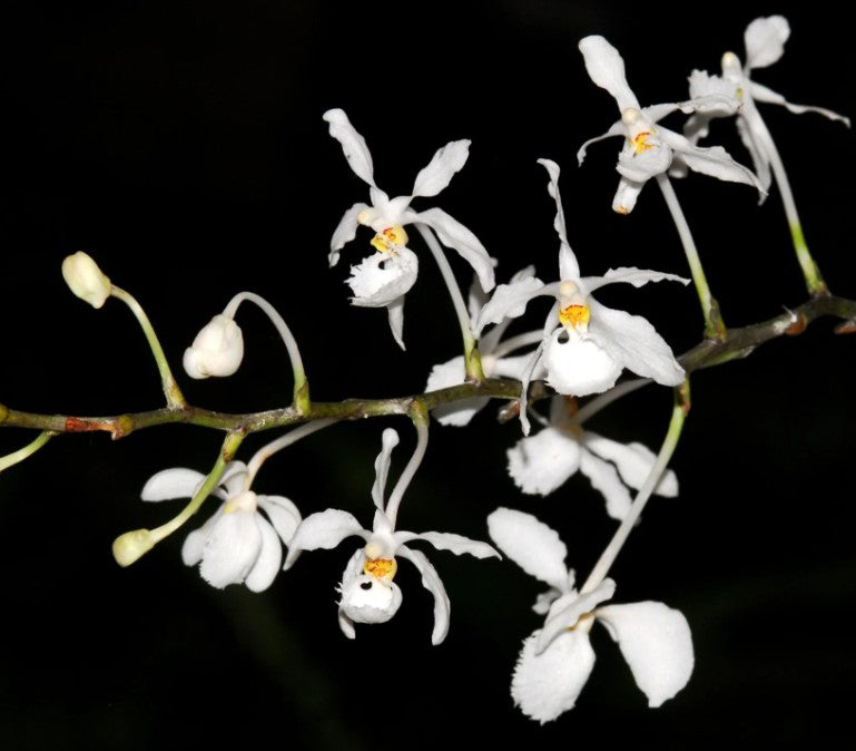 Holcoglossum subulifolium
