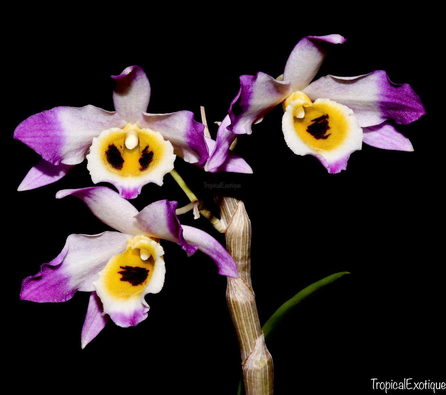 Dendrobium jinghuanum