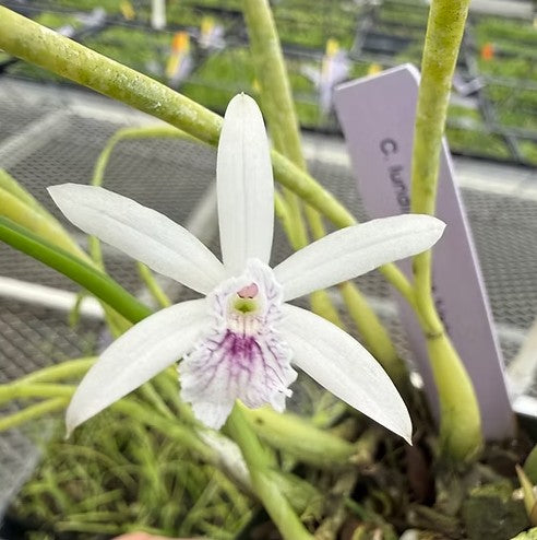 Laelia (Cattleya) lundii coerulea 'Valley Isle'