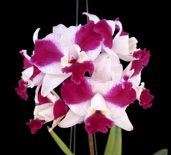 Laeliocattleya Purple Cascade 'Volcano Queen'