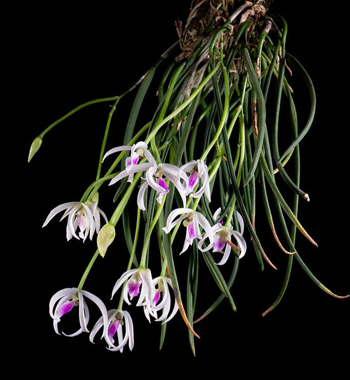 Leptotes bicolor – E.B. Orchids