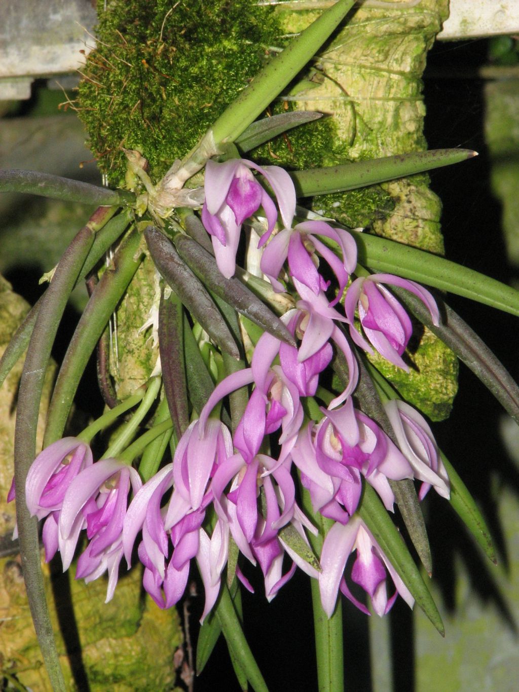 Leptotes pohlitinocoi 'Pauwela'