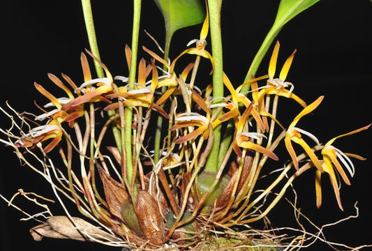 Maxillaria hennisiana