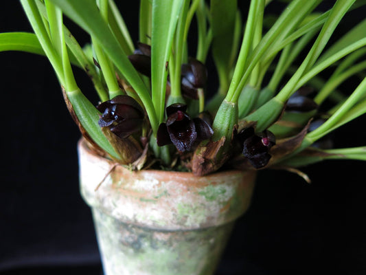 Maxillaria schunkeana