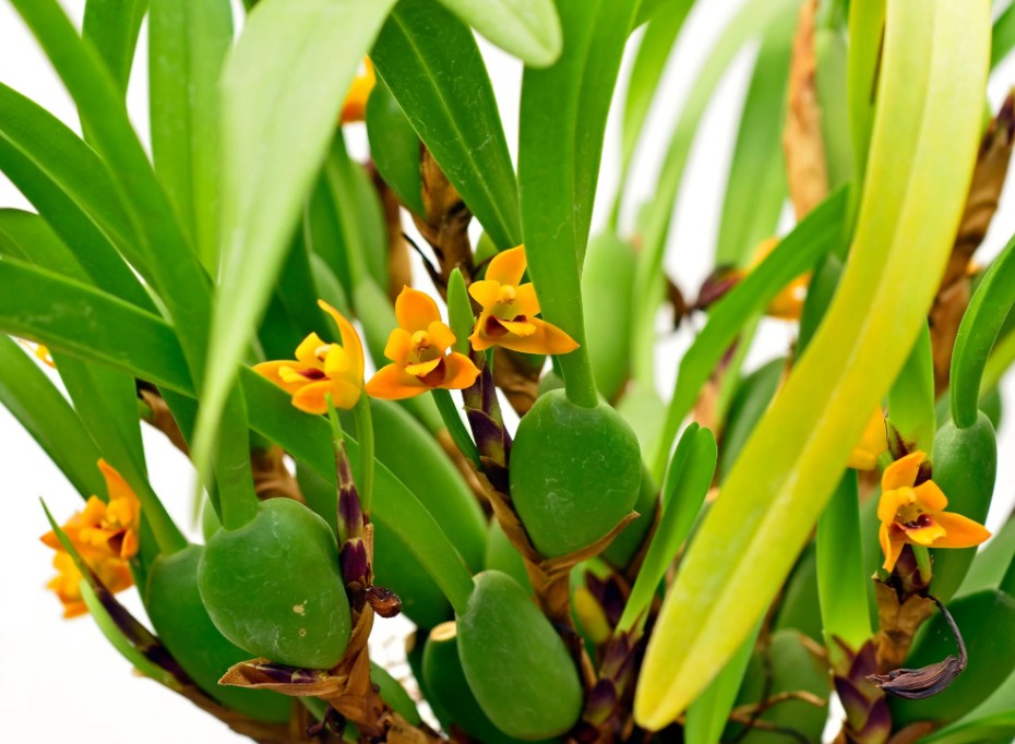 Maxillariella variabilis