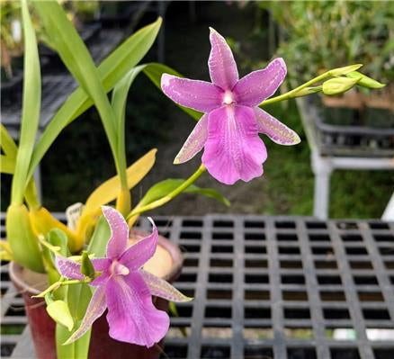 Miltonia Hybrid (unregistered)