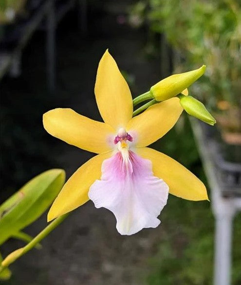 Miltonia Hybrid (unregistered)