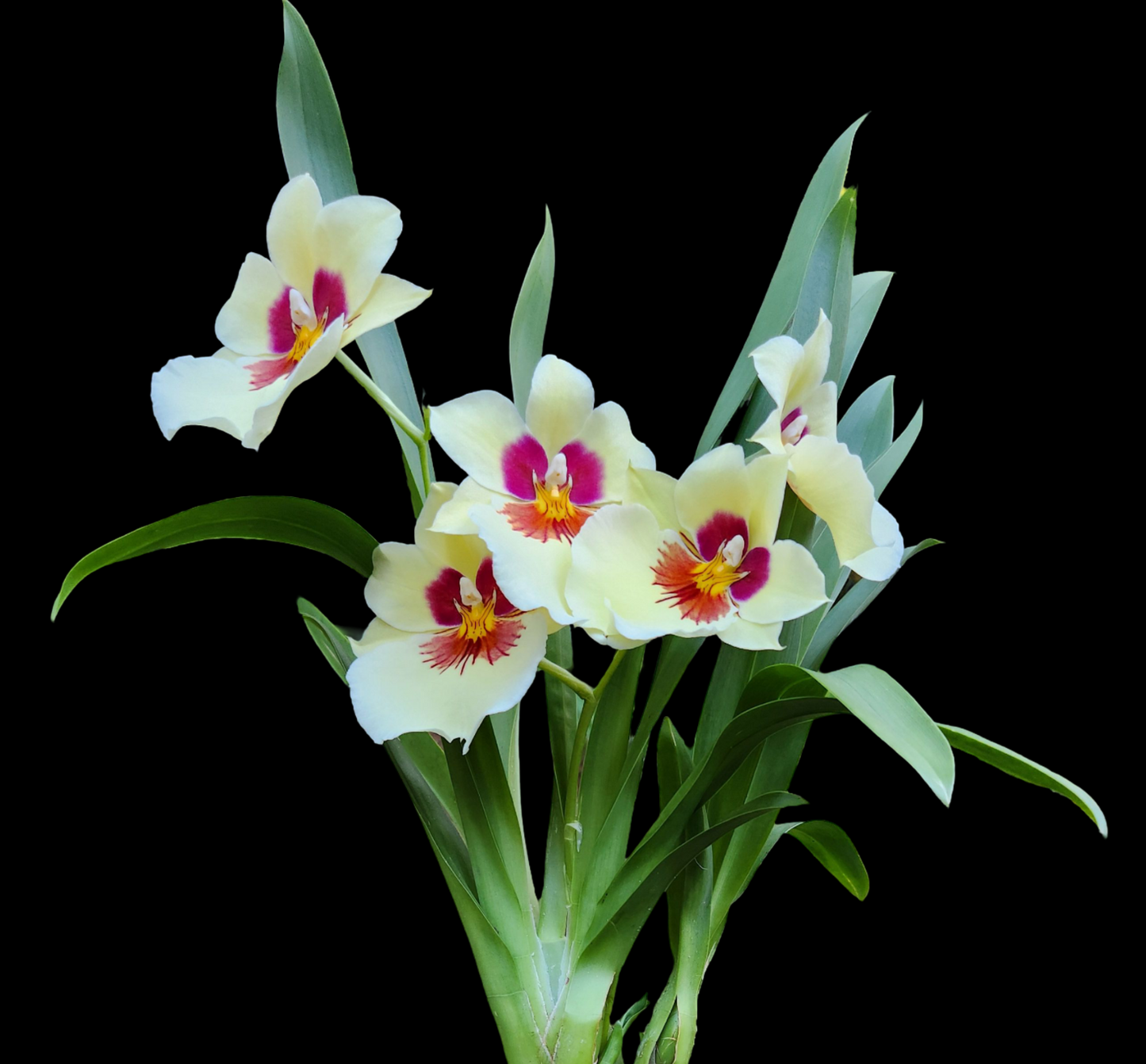 Miltoniopsis Lemon Drop 'Glow Worm'