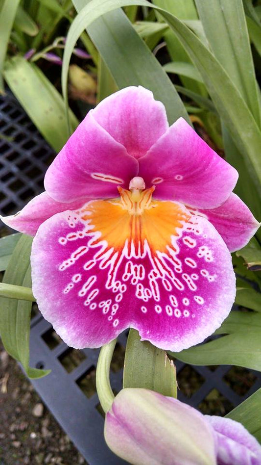 Miltoniopsis Pink Lemonade