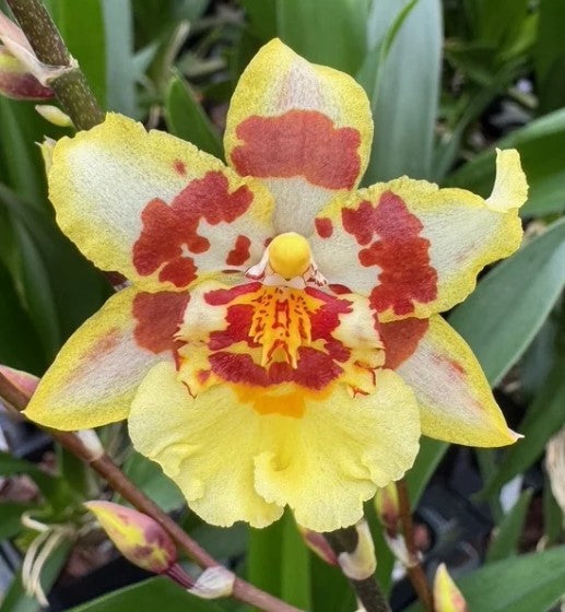 Odontocidium Parquet 'Uptown Girl'