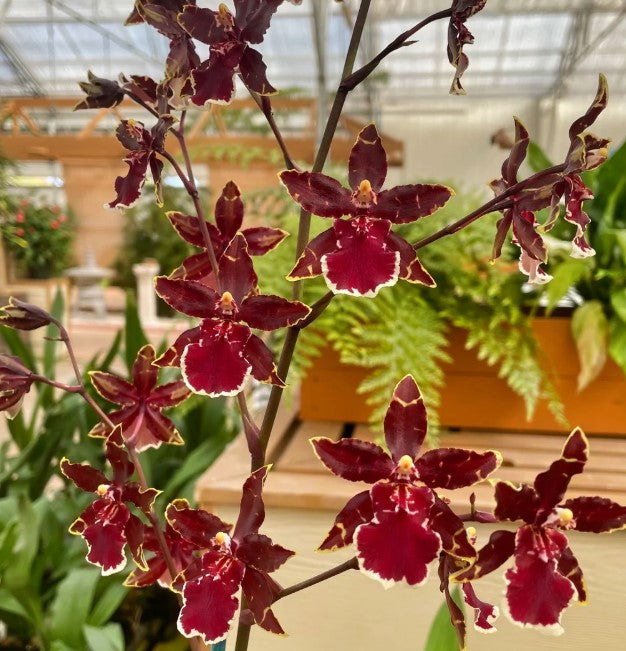 Odontocidium Wildcat 'Bobcat'
