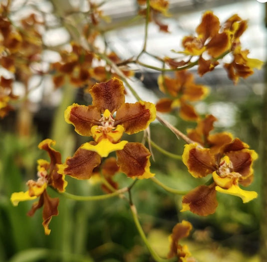 Oncidium planilabre