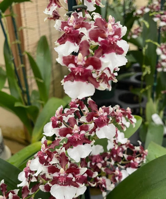 Oncidium Heaven Scent 'Redolence'