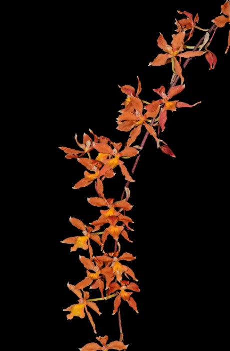 Oncidium Kiss Me