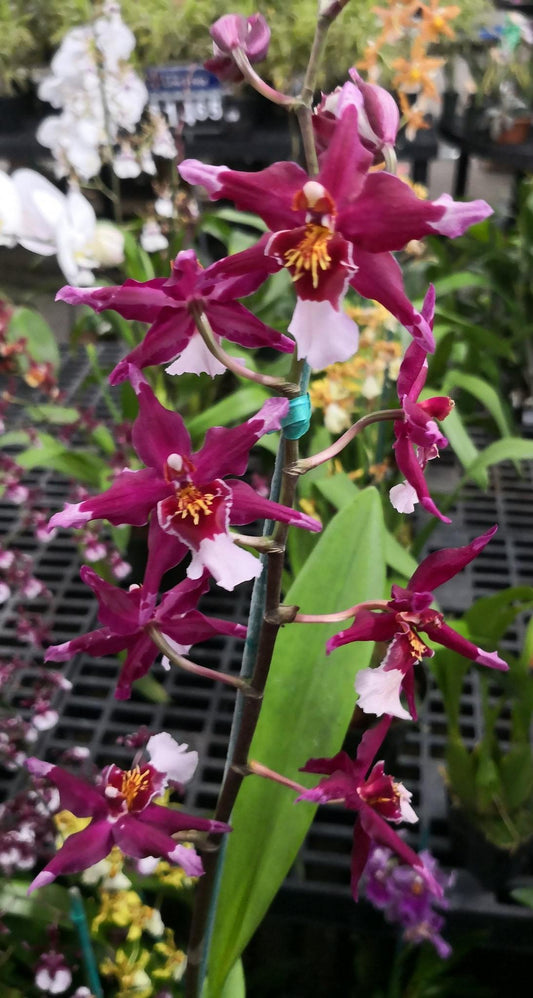 Oncidium Martian Leather 'Berrylicious'