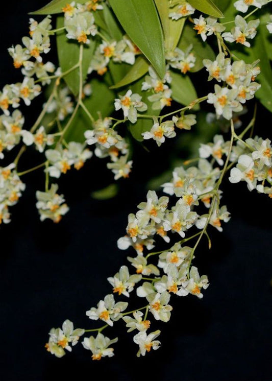 Oncidium Twinkle 'Fragrance Fantasy'