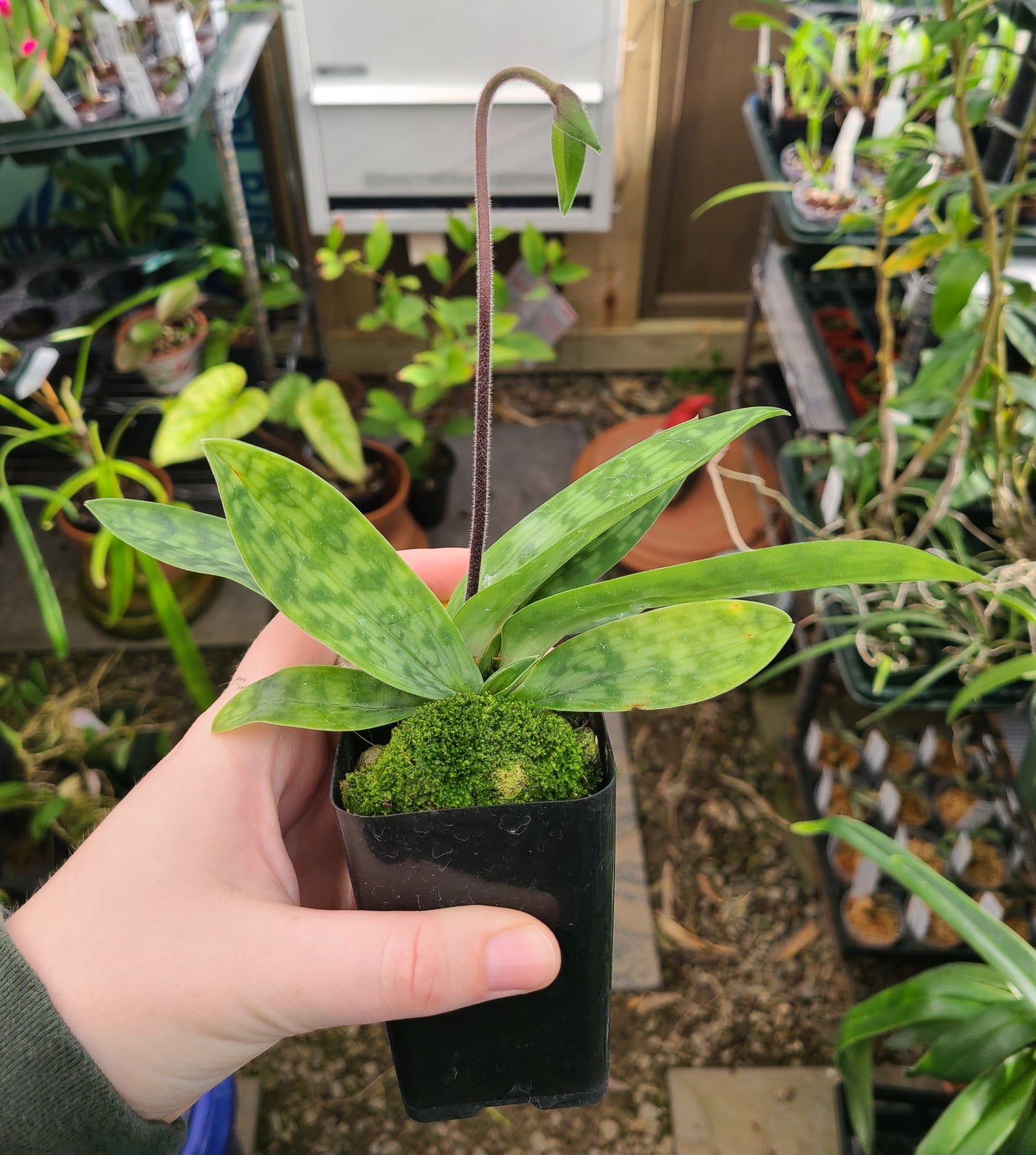 Paphiopedilum appletonianum
