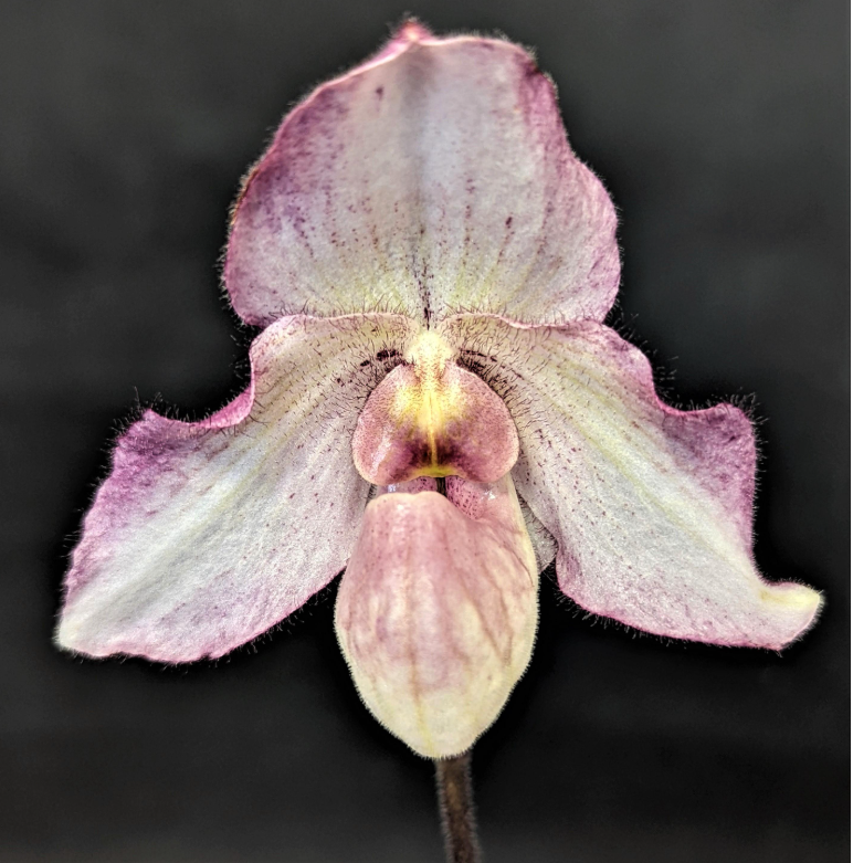 Paphiopedilum Black Diamond