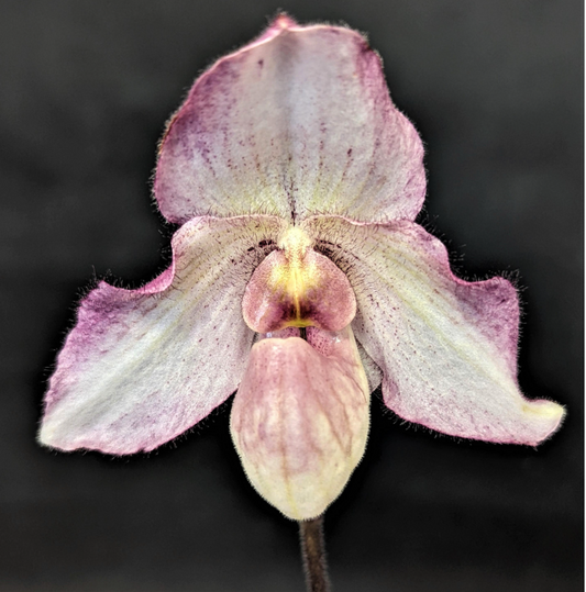 Paphiopedilum Black Diamond