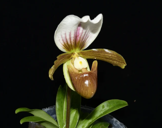 Paphiopedilum Little Trouble