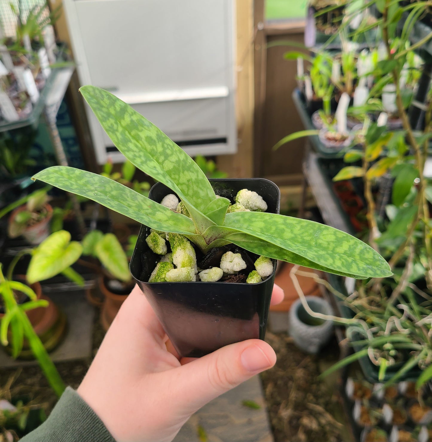 Paphiopedilum Nivarose