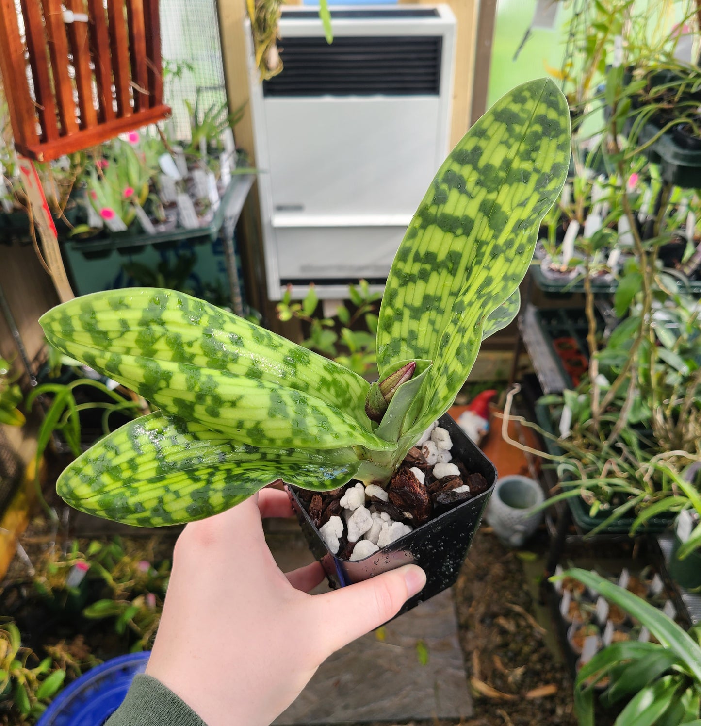 Paphiopedilum superbiens x sib