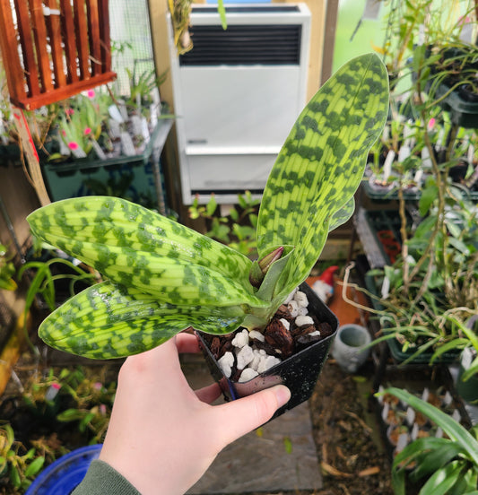 Paphiopedilum superbiens x sib