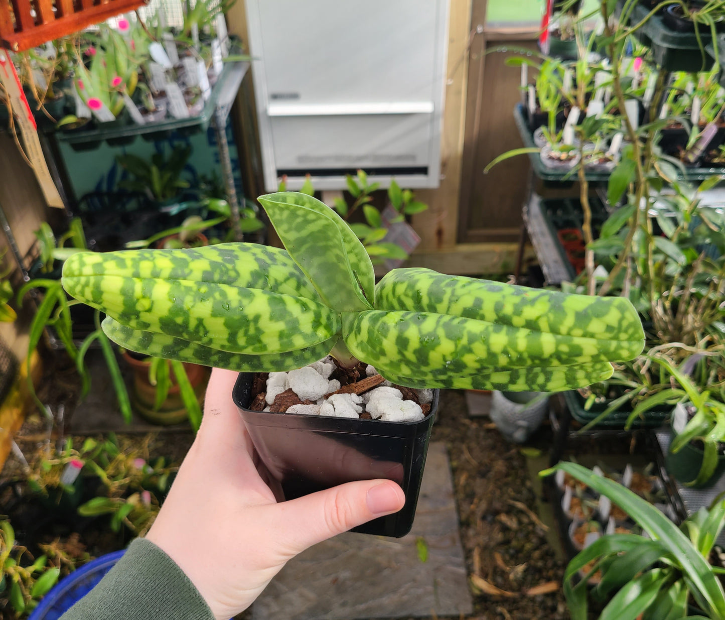 Paphiopedilum superbiens x sib