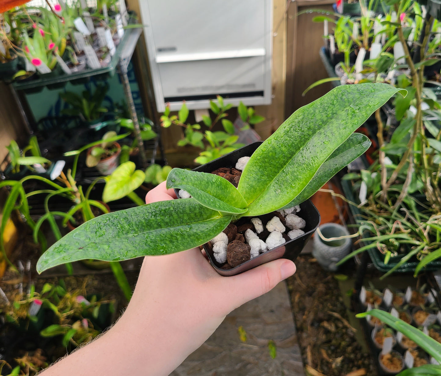 Paphiopedilum Wössner Vietnam Star